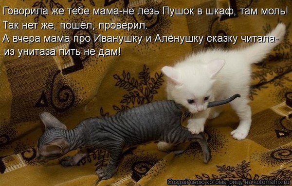 Я тебя поймаю и свяжу Я тебя поймаю и свяжу