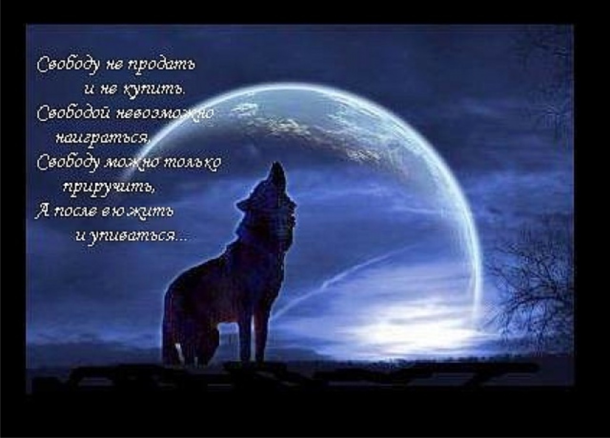 Волк одиночка стихи