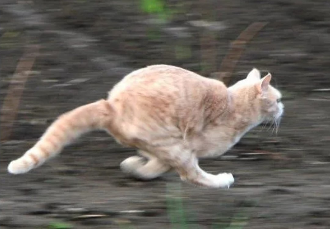 Бегущий кот