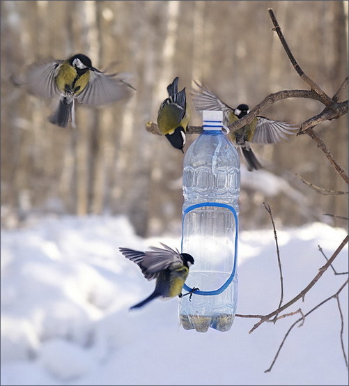 #ЭТОЖИЗНЬ #зима #счастье #птицы
