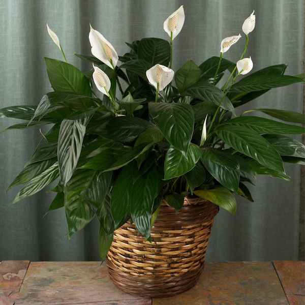 Комнатное растение Спатифиллум (Spathiphyllum)