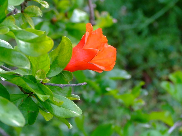 Гранат, Гранатник, Анар
Punica granatum
Семейство: Гранатовые (Punicaceae)
Происхождение: Средиземноморье

Русское название гранат произошло от латинского granatus (зернистый). История происхождения названия этого плода сама по себе очень интересна. В Древнем Риме у этого плода существовало два латинских названия - malum punicum и malum granatum. Первое буквально означало «пуническое яблоко», пунийцами римляне называли финикийцев, переселившихся из Малой Азии в Северную Африку в XII-VII веках до н.э. и основавших там ряд колоний: Карфаген, Утика, Лептис-Магна и другие. В то время считалось, что лучшие гранаты растут именно в Карфагене. Второе название, буквально означающее «зернистое яблоко» - malum granatum, легло в основу названий этого плода на других языках: в немецком - Granatapfel (Apfel - яблоко), итальянском - melograna (mela - яблоко), шведском - Granatapple, испанском - Granada, французском - Grenade и английском - pomegranate (от латинского pomum - плод). 

Первое письменное сообщение об этом растении приводит греческий историк Геродот в 490 г. до н. э. В это время персы под предводительством Ксеркса напали на греков. В составе личной охраны Ксеркса была «гранатовая бригада», солдаты которой на концах своих копий несли золотые гранаты как высший знак почести. В древнеегипетских гробницах есть изображения и остатки плодов граната. 
Гранат в ряде традиций выступает в функции райского (золотого) яблока, плода от древа познания, чудесного средства (в ряде сказочных мотивов). В Древней Греции считался образом смерти, забвения, но и божественной пищи, надежды на бессмертие, что находит объяснения в мифе о Персефоне, проглотившей гранатовое зернышко. Считалось также, что гранат возник из крови Диониса. В христианстве образ граната соотносится с даром, который принесён Иисусом Христом с небес (ср. также представление о гранате как знаке божьего благословения в индуизме); гранат — одна из эмблем девы Марии. В Корее гранат трактовался как пища богов и посвящался умершим предкам.  
В греческой и римской мифологии является эмблемой супруги Плутона Прозерпины, которая каждую весну возвращается из подземного мира, чтобы обновить землю. В христианском искусстве — символ бессмертия и воскрешения; семена граната, заключенные в твердую оболочку, обозначают единство церкви или же преданность монарху


Плод — гранатина – крупная округлая ягода с кожистым околоплодником и сохраняющейся чашечкой. Семена окружены съедобной мякотью. С древних времен гранат считают на Востоке «королем» всех плодов. Даже внешне он выделяется среди фруктов огненно-красным венцом на вершине. Именно оригинальные чашелистики подсказали форму царской короны.

Отдельные плоды некоторых сортов достигают 15-18 см в диаметре. В каждом плоде находится до 1000-1200 и более семян, причем каждое семя окружено сочным покровом. Именно из-за сока содержащегося в нем и выращивают гранатовые деревья. 

Плоды чаще едят в свежем виде. В стерилизованном, освобожденном от вяжущих дубильных веществ (таннидов), с добавлением сахара виде гранатовый сок — полезный и вкусный напиток (гренадин). Из сока готовят мягкие сухие вина, пунши, а на Кавказе гранатовый сок сгущают и готовят знаменитую приправу — нашараби. В гранате нет никаких других кислот, кроме лимонной, поэтому из тех плодов, что похуже и покислее получают в значительном количестве отличную кристаллизованную лимонную кислоту.

Гранат издавна использовали в медицине. Гиппократ назначал сок плодов при желудочных болях, а кожицу при дизентерии и для лечения ран. Авиценна (980-1037) рекомендовал использовать бутоны и лепестки цветков для прекращения кровотечения, при болезнях горла, дизентерии, как общее жаропонижающее средство. 

Гранатовый сок содержит больше антиоксидантов, чем любой другой напиток, будь то красное вино, зеленый чай, сок голубики или клюквы. Древние египтяне использовали фрукт для лечения дизентерии и выведения из организма глистов, а шри-ланкийцы готовят отвар из красных цветов граната для профилактики глазных инфекций. Сок граната полезен для очищения голоса, лечения чесотки и прохождения пищи в организме. 


Из цветков граната, содержащих большое количество ярко-красного пигмента антоциана пуницина, производят красители, которыми окрашивают шелковые, хлопчатобумажные, льняные и шерстяные ткани. 
