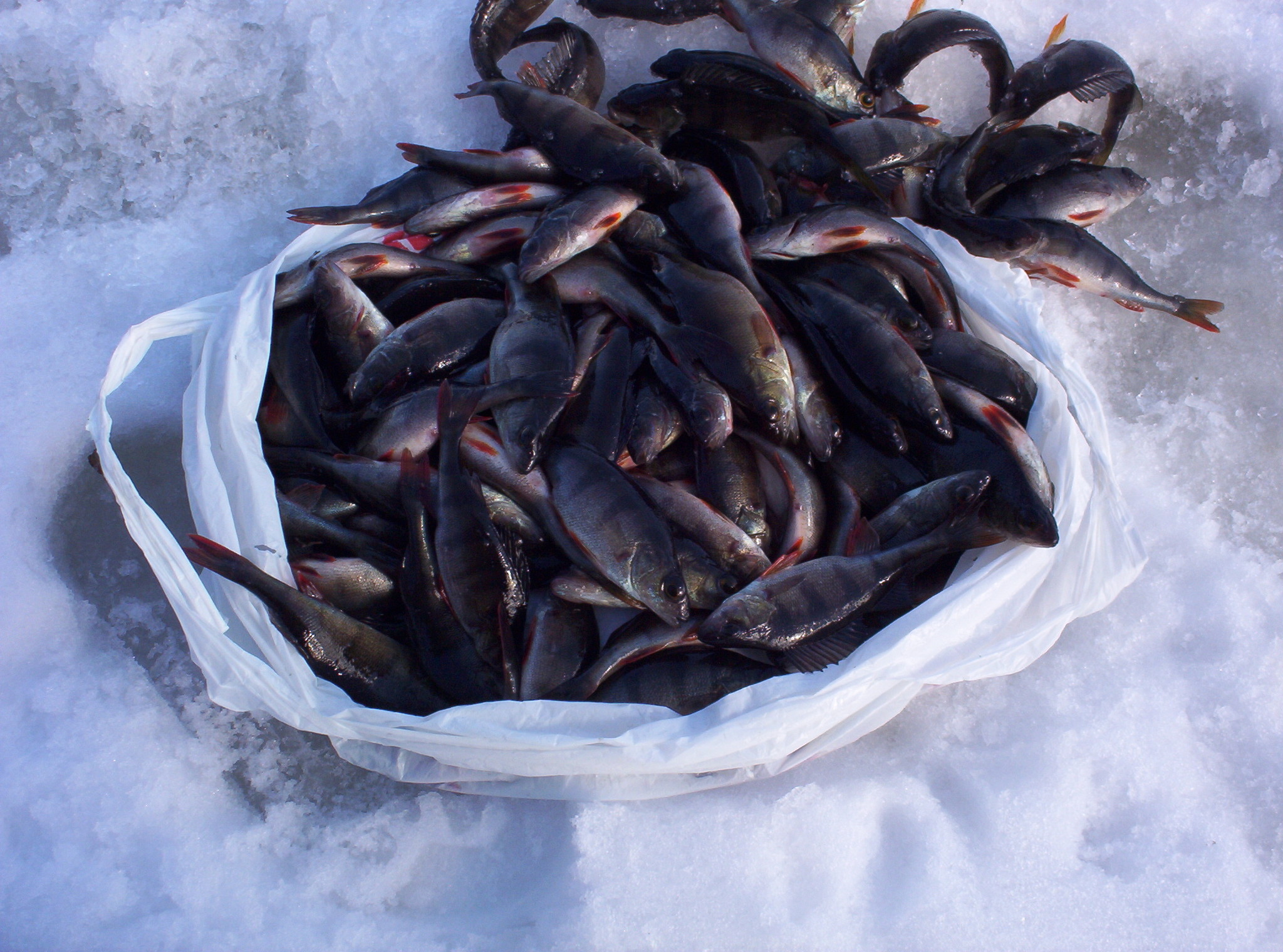 Зимняя рыбалка на черном озере