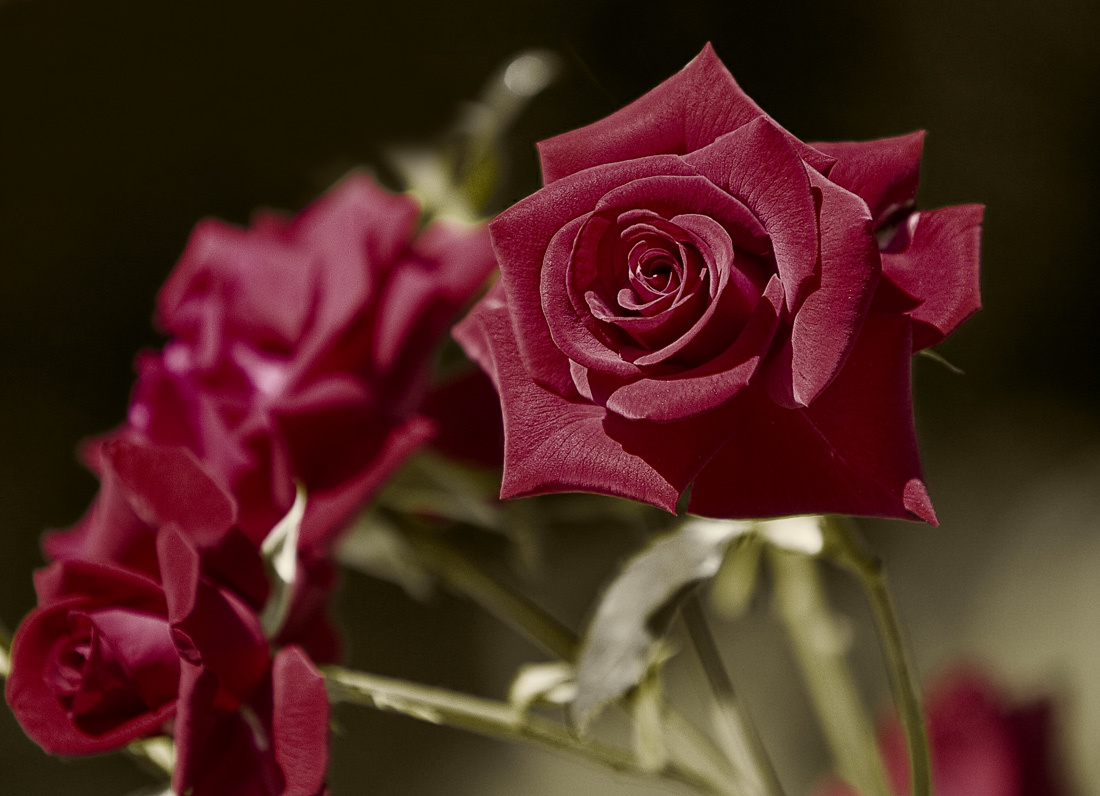 Красивая розы гиф. Мерцающие цветы. Мерцающие розы. Анимированные розы. Блестящие цветы.