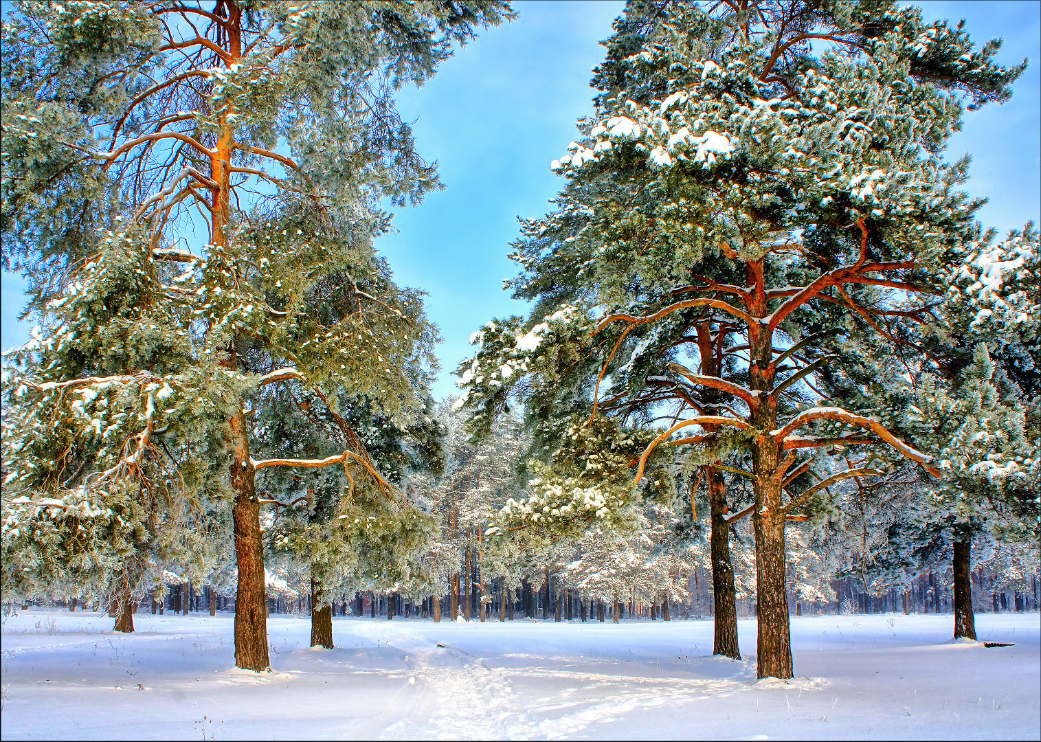 Зимние хвойные. Сосновый лес зимой. Зимние сосны. Сосна зима. Кедр зимой.