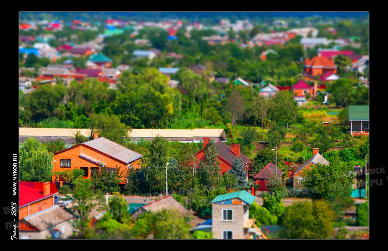 Перец кореновский фото